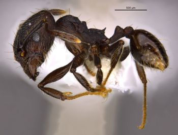 Media type: image;   Entomology 36169 Aspect: habitus lateral view